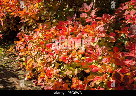 Cotinus Blätter zeigen die Farbe des reißenden Herbstes in einem englischen Garten Stockfoto