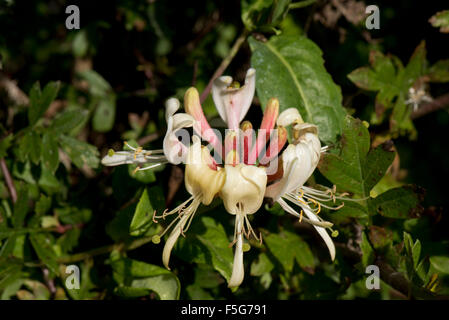 Quirl der Blüten auf einer Blume gelb wild duftenden Geißblatt, Lonicera Periclymenum, in eine Hecke, Berkshire Stockfoto