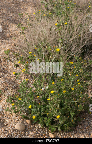 Borstigen Habichtsbitterkraut, Helminthotheca Echioides, stachelige steif blühende Pflanze auf Chesil Beach, Dorset, Oktober Stockfoto