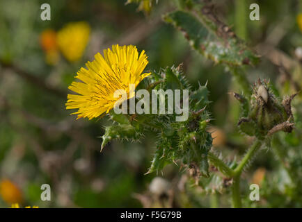 Borstigen Habichtsbitterkraut, Helminthotheca Echioides, stachelige steif blühende Pflanze auf Chesil Beach, Dorset, Oktober Stockfoto