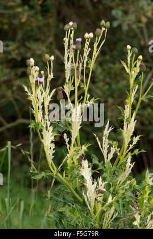 Chlorosen verursacht durch ein Bakterium Pseudomonas Syringae pv Tagetis (PST) auf schleichende Distel, Dorset, Oktober Stockfoto