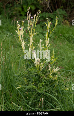 Chlorosen verursacht durch ein Bakterium Pseudomonas Syringae pv Tagetis (PST) auf schleichende Distel, Dorset, Oktober Stockfoto