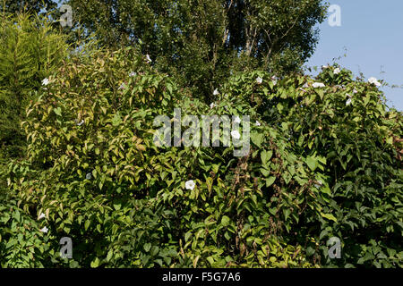 Groß größer Ackerwinde Pflanzen in Ende der Saison einen lila Baum mit Blumen bedeckt und seeding-pods, September Stockfoto