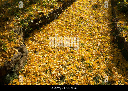 Ein Gartenweg in goldenem Laub von einem Gingko-Baum bedeckt Stockfoto