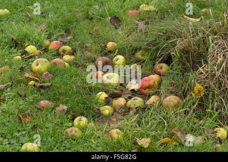 Fallobst, Äpfel vom Baum in den Rasen in einem feuchten warmen Herbst, Berkshire, November liegen gefallene Stockfoto