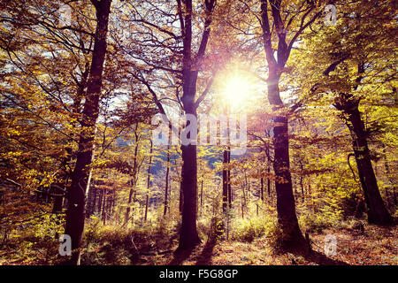 Retro-getönten Bild des herbstlichen Waldes. Stockfoto