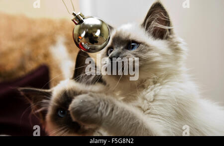 Boshafte Kittens Stockfoto