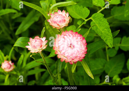 Rosa Helichrysum Papierblume Daisy Stroh. Helichrysum oder Stroh Blume im Garten. Rosa Streublumen ist wissenschaftliche name Stockfoto