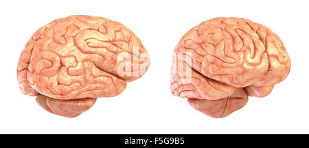 Menschliche Gehirn 3D-Modell, isoliert Stockfoto
