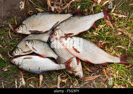 Süßwasser Plötze Fisch aus dem Wasser nur genommen. Einige der Plötze Fisch auf der verdorrten Wiese. Fische fangen - Brachsen (Abra Stockfoto