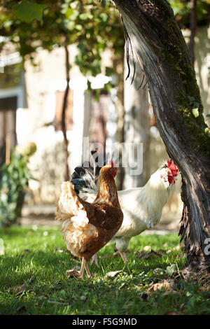 Zwei Hühner stehen im Schatten einer alten Weinrebe im Garten an einem sonnigen Tag. Stockfoto