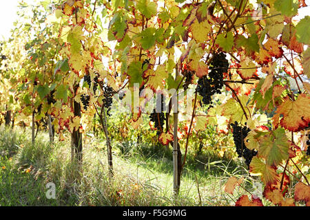 Rote Trauben wachsen in den Weinbergen im frühen herbstlichen Sonnenschein. Stockfoto