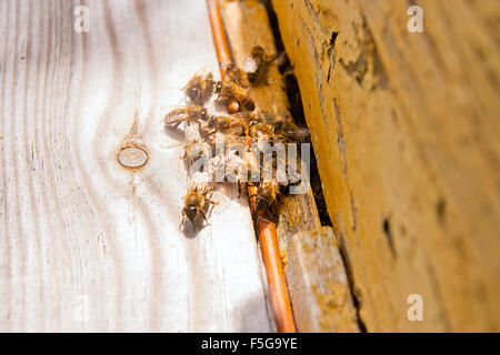 Es gibt viele Bienen am Eingang der Bienenstock im Bienenhaus. Bienen beschäftigt, Nahaufnahme von den Arbeitsbienen Stockfoto