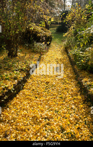 Laub von einem Ginkgobaum in einem englischen Garten Stockfoto