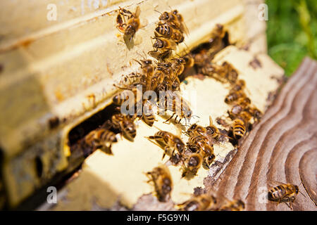 Es gibt viele Bienen am Eingang der Bienenstock im Bienenhaus. Bienen beschäftigt, Nahaufnahme von den Arbeitsbienen Stockfoto