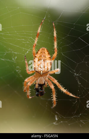 Weibliche Orb Weaver Spider aka Cross Spider (Araneus Diadematus), in dem Web mit Beute. Stockfoto