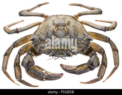 Carcinus Maenas-essbare lebendig Krabbe isoliert auf einem weißen Hintergrund. Stockfoto