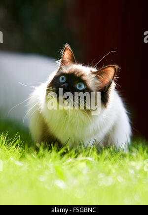 Ragdoll-Katze im Garten Stockfoto