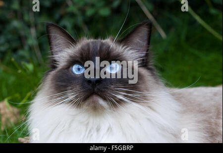 Ragdoll-Katze im Garten Stockfoto