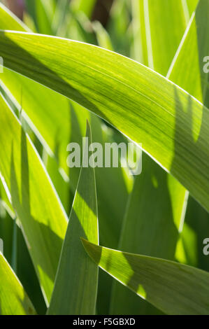 Hinterleuchtete Frühling Iris verlässt, Vendee, Frankreich Stockfoto