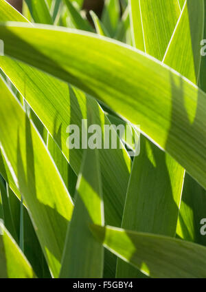 Hinterleuchtete Frühling Iris verlässt, Vendee, Frankreich Stockfoto