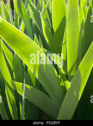 Hinterleuchtete Frühling Iris verlässt, Vendee, Frankreich Stockfoto