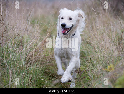 Golden Retriever durch hohe Gräser Stockfoto