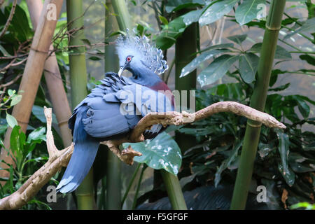 Victoria gekrönte Taube im Central Park Zoo, NYC, USA Stockfoto