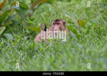 Wilde Makaken in Borneo in den Dschungel um den Kinabatangan Fluss Stockfoto