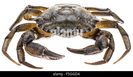 Carcinus Maenas-essbare lebendig Krabbe isoliert auf einem weißen Hintergrund. Stockfoto