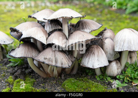 Wilde Pilzzucht in Einfahrt Stockfoto