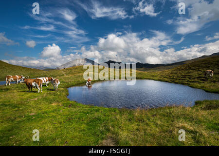 Kühe vom Bergsee auf Hasellochscharte, Naturpark Riedingtal, Radstadt Tauern, Niedere Tauern, Lungau, Salzburg Stockfoto