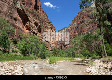 North Fork Virgin River, Riverside Walk, senkrechte Felswände des Zion Canyon links und rechts, Zion Nationalpark, Utah, USA Stockfoto