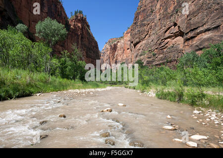 North Fork Virgin River, Riverside Walk, senkrechte Felswände des Zion Canyon links und rechts, Zion Nationalpark, Utah, USA Stockfoto