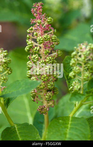 Tabakpflanze (Nicotiana Tabacum), blühend, Niedersachsen, Deutschland Stockfoto