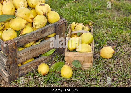 Birne Quitte (Cydonia Oblonga var. Oblonga) in alten Holzkiste und Korb Stockfoto