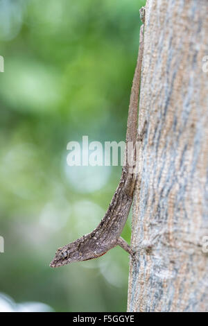 Braune Anole, außerdem Bahaman Anole oder De La Sagra Anole (Norops Sagrei) am Baum, Everglades-Nationalpark, Florida, USA Stockfoto