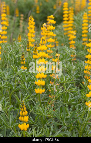 Jährliche gelbe Lupine, Europäische gelbe Lupine, gelbe Lupine, Branchentelefonbuch Lupine, Lupinus Lutea, Lupinus Luteus, Lupin jaune Stockfoto