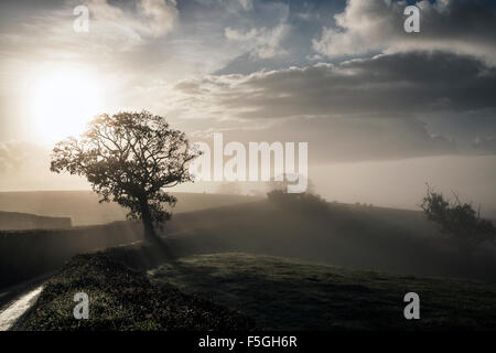 Devon Lane im Morgennebel, Weide im Morgennebel in der Nähe von Dunsford, Teign Valley, Dartmoor National Park, Feld, Regen, im Freien, Hill, Stockfoto