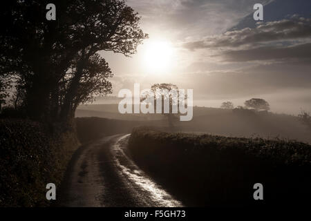 Devon Lane im Morgennebel, Weide in Nebel in der Nähe von Dunsford, Teign Valley, Dartmoor National Park, Feld, Regen, Outdoor, Hügel, Eiche. dunsford,, Stockfoto