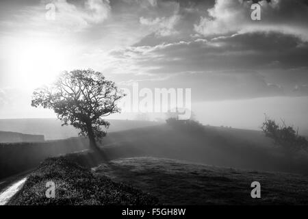 Weide im Morgennebel in der Nähe von Dunsford, Teign Valley, Dartmoor National Park, Feld, Regen, im Freien, Hill, Nebel, Baum, Nebel, grün, s Stockfoto