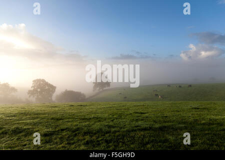 Weide im Morgennebel in der Nähe von Dunsford, Teign Valley, Dartmoor National Park, Feld, Regen, im Freien, Hill, Nebel, Baum, Nebel, grün, s Stockfoto