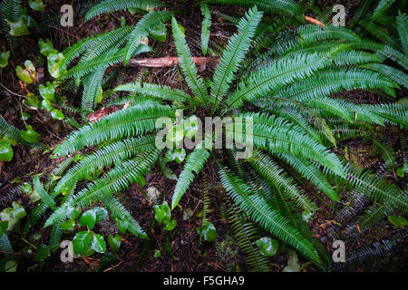 Hart-Farn oder Reh Farn (Blechnum spicant), Rainforest Trail, Pacific Rim National Park, Vancouver Island, Britisch-Kolumbien Stockfoto