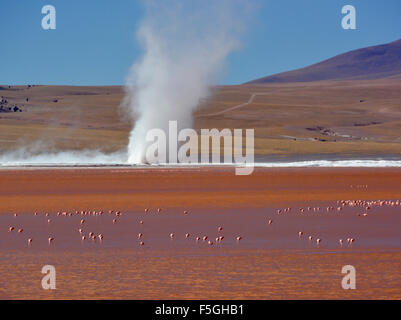 Cyclone von borax Sediment auf einem See mit Flamingos (phoenicopterus sp.) in Rot Wasser, Laguna Colorada, Uyuni, lipez, Bolivien Stockfoto