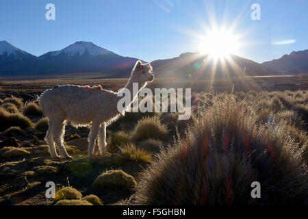 Llama (lama glama) auf der Weide, Hintergrundbeleuchtung, Altiplano, Sajama Nationalpark, Bolivien Stockfoto