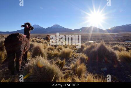 Llama (lama glama) auf der Weide, Hintergrundbeleuchtung, Altiplano, Sajama Nationalpark, Bolivien Stockfoto