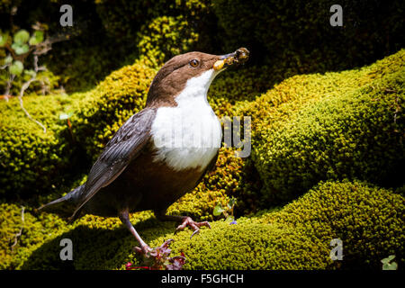 Wasseramseln (Cinclus Cinclus) mit einem Schluck Essen, Fluß Exe, Somerset, England, UK Stockfoto