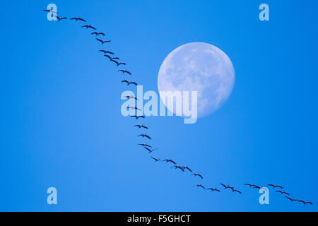 Kraniche (Grus Grus) im Formationsflug bei Vollmond, Hessen, Deutschland Stockfoto