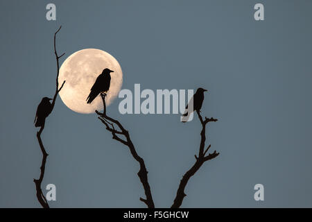 Drei Türme (Corvus Frugilegus) sitzen auf tote Äste bei Vollmond, Silhouetten Stockfoto