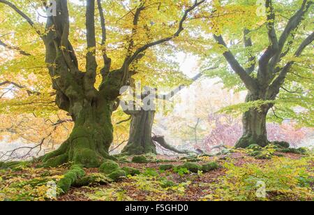 Alte Buche (Fagus SP.) Bäume im Wald, gelbes Herbstlaub, Hutewald, Hessen, Deutschland Stockfoto